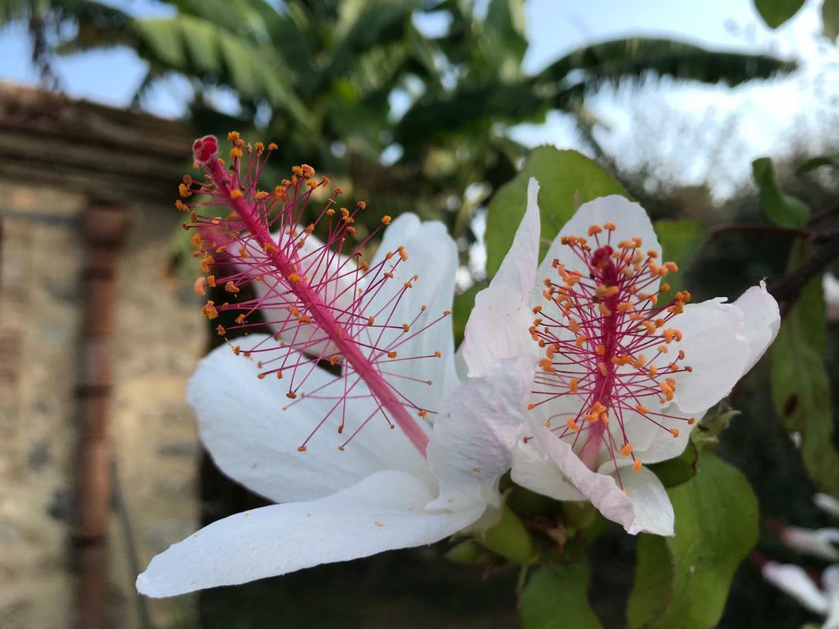 Pensjonat Giardino Di Sicilia SantʼAgata di Militello Zewnętrze zdjęcie